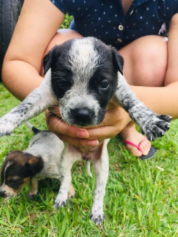 Cachorro ra a INDEFINIDAS idade Abaixo de 2 meses nome LINDOS