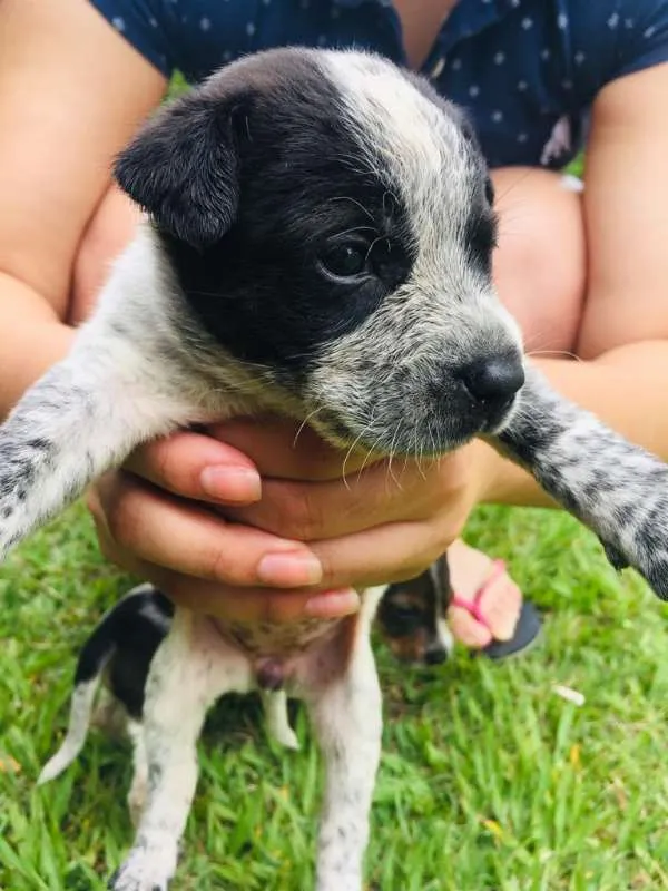 Cachorro ra a INDEFINIDAS idade Abaixo de 2 meses nome LINDOS