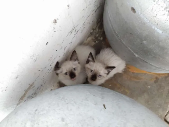 Gato ra a Sem raça idade 2 a 6 meses nome Filhotes sem nome