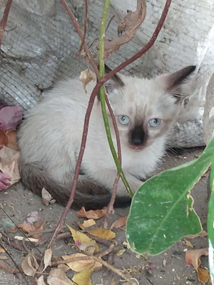 Gato ra a Sem raça idade 2 a 6 meses nome Filhotes sem nome