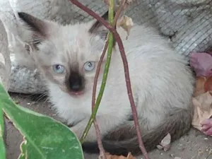 Gato raça Sem raça idade 2 a 6 meses nome Filhotes sem nome