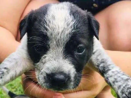Cachorro ra a INDEFINIDAS idade Abaixo de 2 meses nome LINDOS