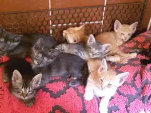 Gato raça Sem raça idade 2 a 6 meses nome São 8 filhotes