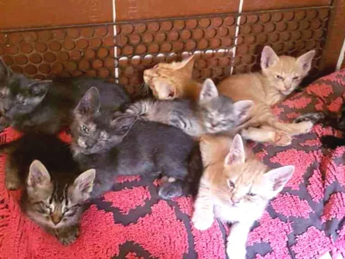 Gato ra a Sem raça idade 2 a 6 meses nome São 8 filhotes