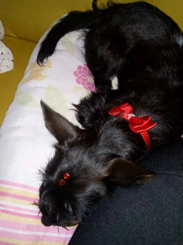 Cachorro ra a Não sei idade 1 ano nome Jully