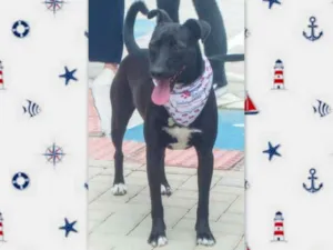 Cachorro raça srd idade 2 anos nome Congo