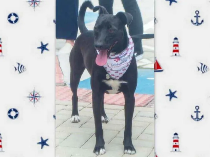 Cachorro ra a srd idade 2 anos nome Congo