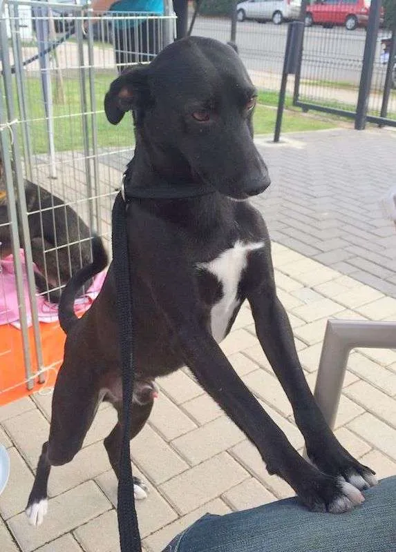 Cachorro ra a srd idade 2 anos nome Congo