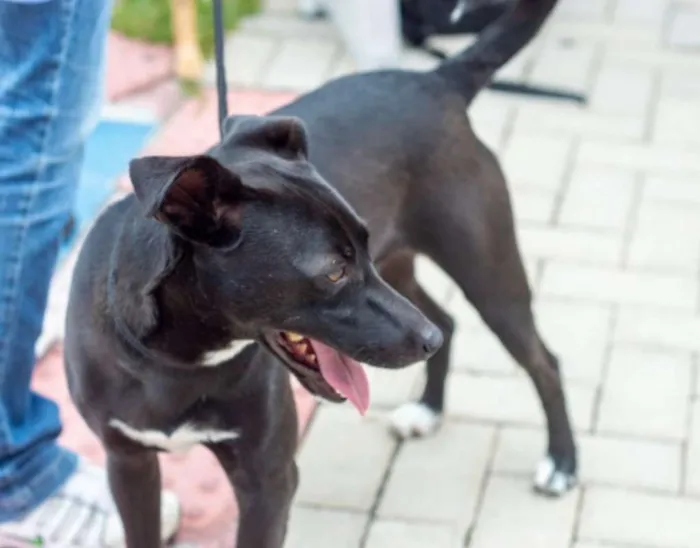 Cachorro ra a srd idade 2 anos nome Congo