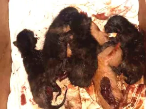 Gato raça Vira lata idade Abaixo de 2 meses nome Vários