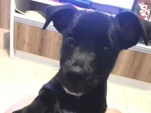 Cachorro raça SRD idade 2 a 6 meses nome Amora