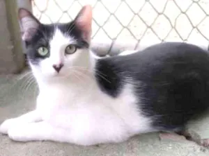 Gato raça srd idade 1 ano nome Frajola