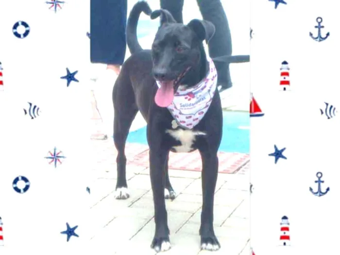 Cachorro ra a srd idade 2 anos nome Congo