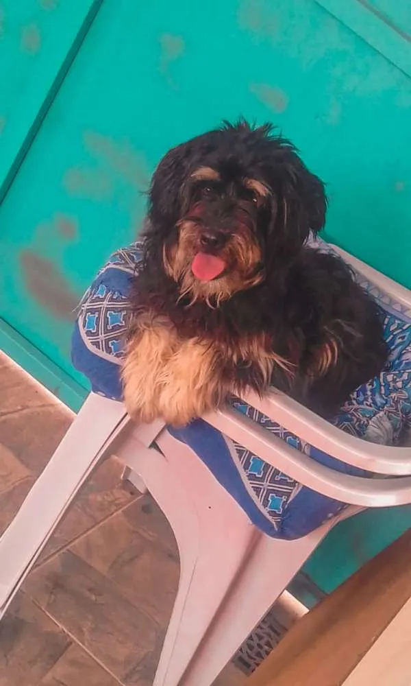 Cachorro ra a Srd idade 1 ano nome Belinha
