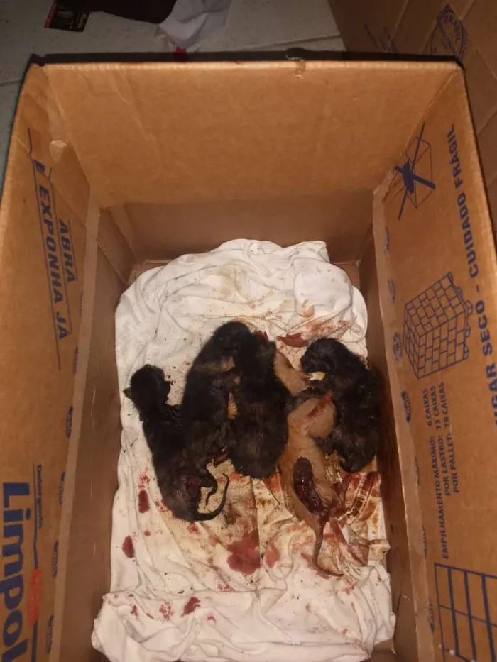 Gato ra a Vira lata idade Abaixo de 2 meses nome Vários