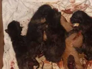 Gato raça Vira lata idade Abaixo de 2 meses nome Vários
