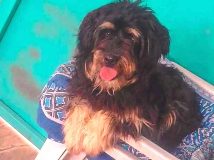 Cachorro ra a Srd idade 1 ano nome Belinha