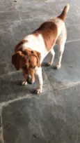 Bela