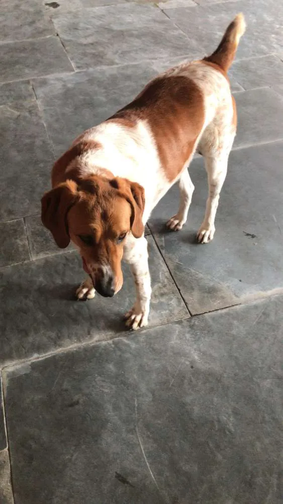 Cachorro ra a Sem definição  idade 5 anos nome Bela