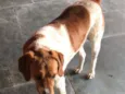 Bela