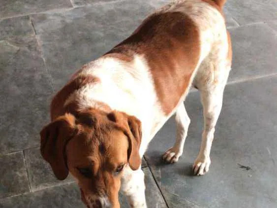 Cachorro ra a Sem definição  idade 5 anos nome Bela