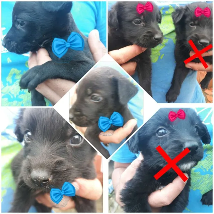 Cachorro raça  vira lata idade Abaixo de 2 meses nome Sem nomes