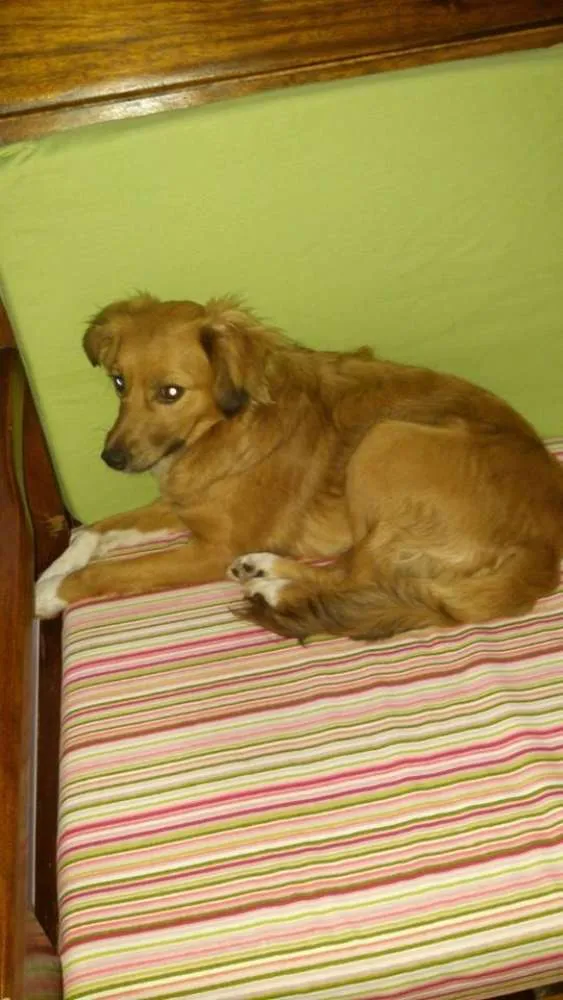 Cachorro ra a Sem definição  idade 4 anos nome Lua