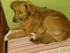 Cachorro raça Sem definição  idade 4 anos nome Lua
