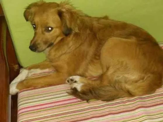 Cachorro ra a Sem definição  idade 4 anos nome Lua