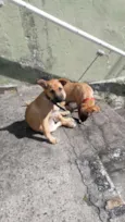 Billy e Spyk