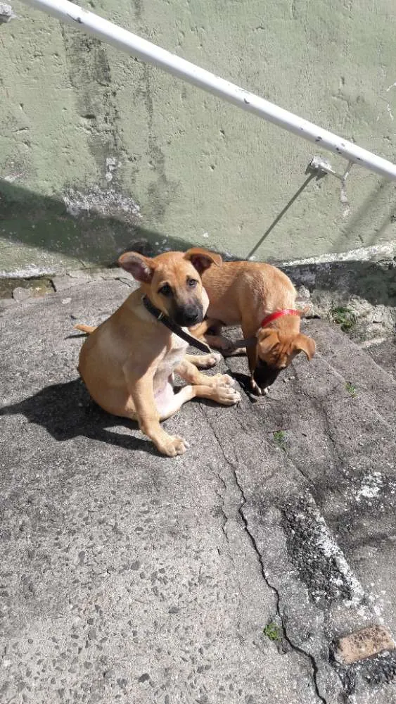 Cachorro ra a Pastor da Mantiqueira  idade 2 a 6 meses nome Billy e Spyk