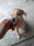 Filhotinhos