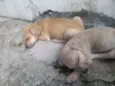 Filhotinhos