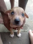 Filhotinhos