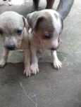 Filhotinhos