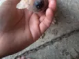 Filhotinhos