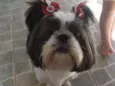 Floquinha