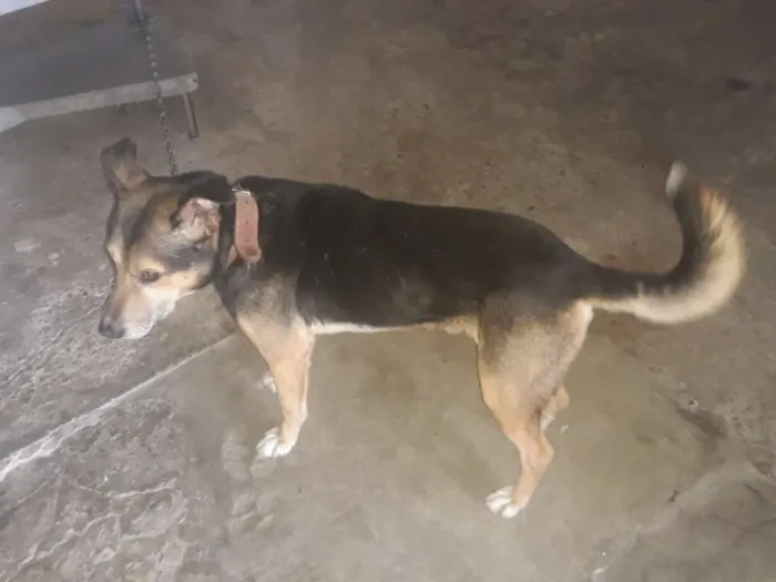 Cachorro ra a Vira-lata mais pastor alemão  idade 1 ano nome Neginho