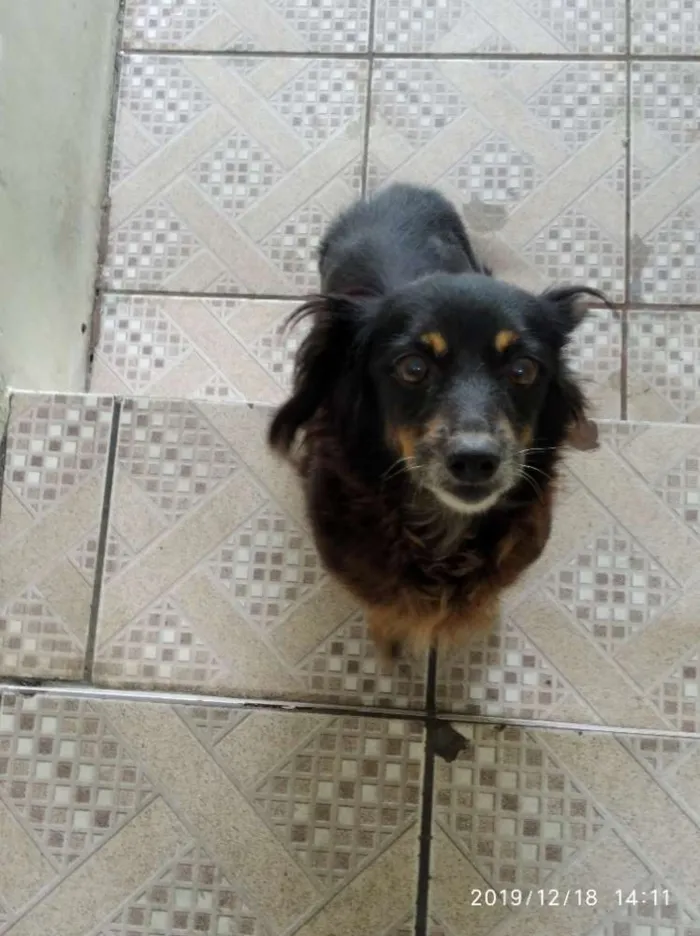 Cachorro ra a Não sei idade 6 ou mais anos nome Juli