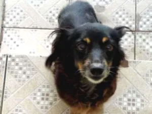 Cachorro raça Não sei idade 6 ou mais anos nome Juli