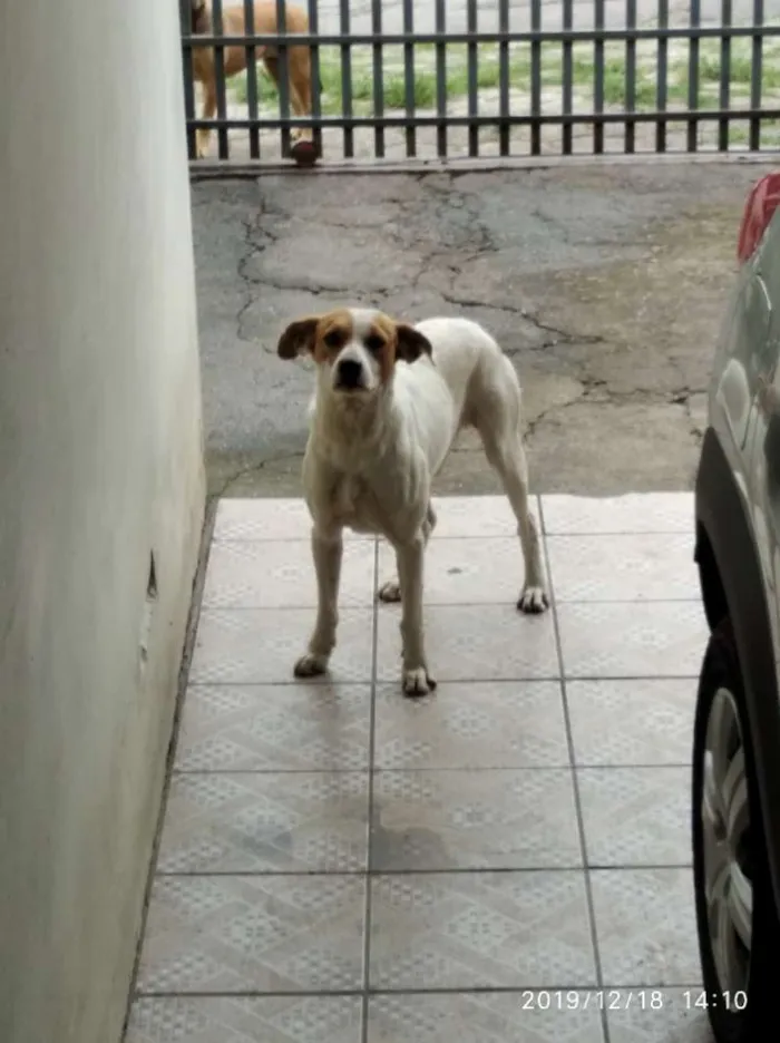 Cachorro ra a Viralata idade 3 anos nome Sem nome