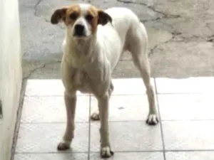 Cachorro raça Viralata idade 3 anos nome Sem nome