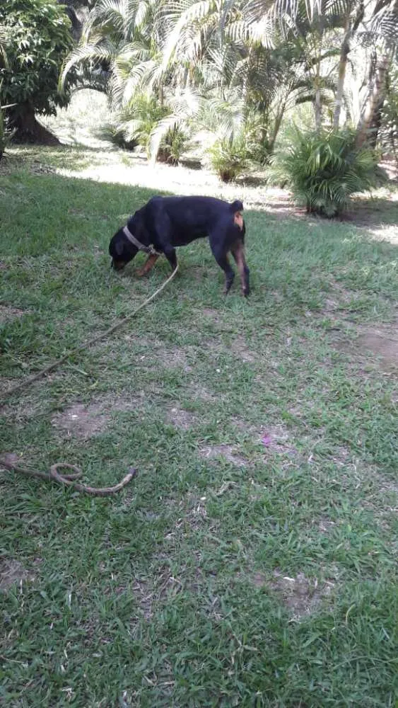 Cachorro ra a Rottweiler idade 2 anos nome Preta