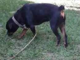 Cachorro raça Rottweiler idade 2 anos nome Preta