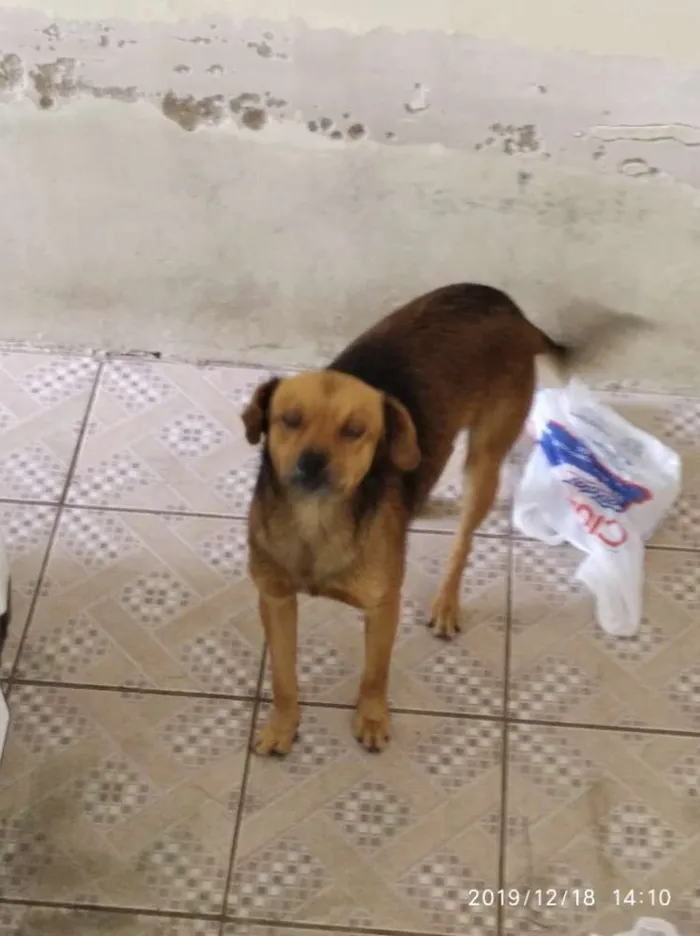 Cachorro ra a Viralata idade 2 anos nome Não tem nome