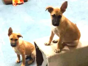Cachorro raça Pastor da Mantiqueira  idade 2 a 6 meses nome Billy e Spyk