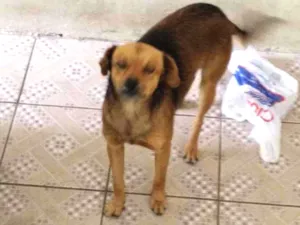 Cachorro raça Viralata idade 2 anos nome Não tem nome