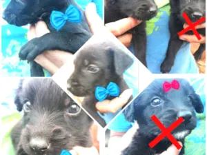 Cachorro raça  vira lata idade Abaixo de 2 meses nome Sem nomes