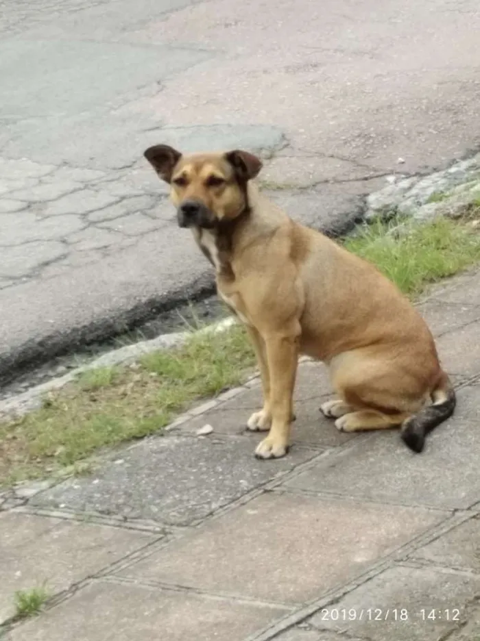 Cachorro ra a Viralata idade 1 ano nome Sem nome