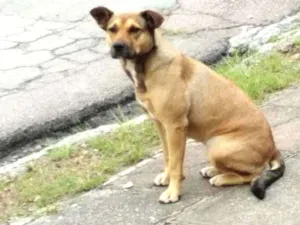 Cachorro raça Viralata idade 1 ano nome Sem nome